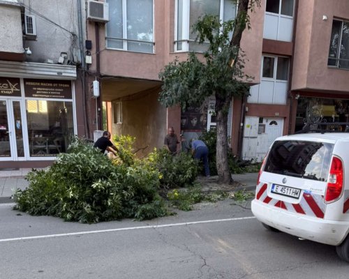 Голям клон падна на ул. Александър Стамболийски в Благоевград, движението е временно затруднено