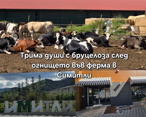 Трима души заразени с бруцелоза след огнището във ферма в Симитли