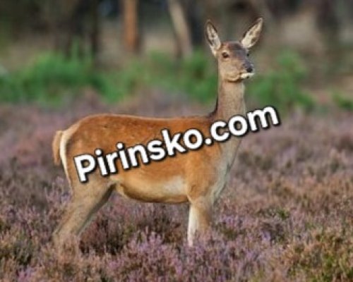 Кошутата, убита на Е-79 край Сандански, е от проекта за разселване на елени лопатари